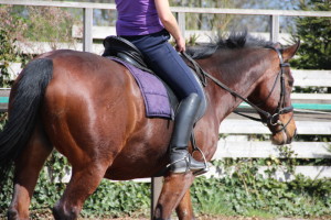 Halsstrekken tijdens je training: beloning voor je paard