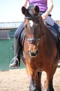 Geconcentreerd paard tijdens de training