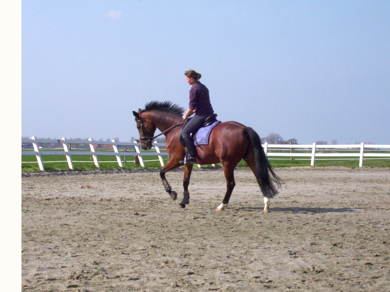 paardrijden training met Femke in de les