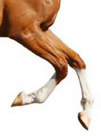 glucosamine voor een soepele beweging van je paard